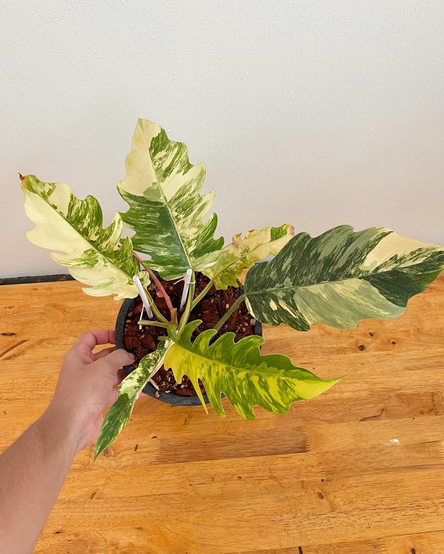 Plant image
